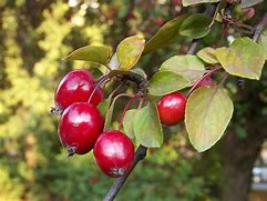 Image result for Malus Apple Tree