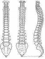 Image result for Image of Spine and Vertebrae