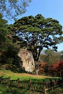 Image result for South Korea Plants