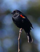 Red wing blackbirds 的圖像結果