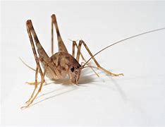 Image result for Large Cricket