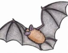 Image result for Clip Part Bat Realistic