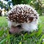 Image result for Baby Hedgehogs for Free
