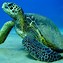 Image result for Sea Turtle Desktop