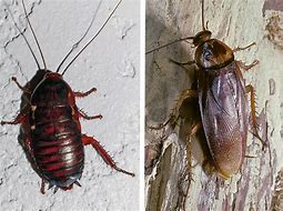 Image result for Palmetto Bugs Cockroaches