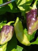 Image result for Banana Pepper Turning Purple