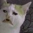 Image result for White Cat Crying Meme