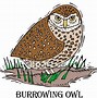Image result for Burrowing Owl Cartoon