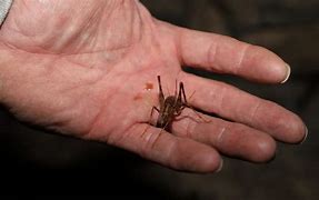 Image result for Baby Cave Crickets
