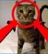 Image result for Cat Cult Meme