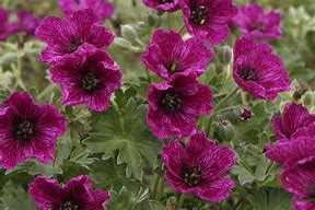 Image result for Geranium cinereum Alice ®