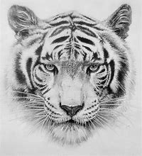 Image result for Tiger Head Drawing