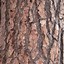 Image result for Wood Bark