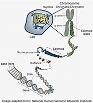 Image result for Difference Between Gene and DNA