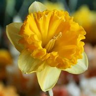 Image result for Narcissus Beowulf