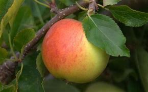 Image result for Gala Apple Tree in Orange County CA