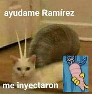 Image result for Meme Del Gato Ramirez