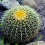 Image result for Small Barrel Cactus