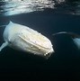 Image result for Cool Albino Animals
