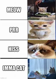Image result for Cat Brain Expanding Meme