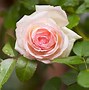 Image result for Best Climbing Roses