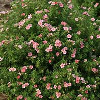 Image result for Potentilla fruticosa Pink Paradise