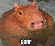 Image result for Gorp Dog Meme