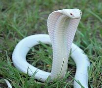 Image result for Albino Cobra