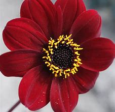 Image result for Dahlia  Bishop -mix-