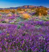 Image result for Show Low AZ Wildflowers