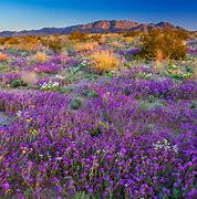 Image result for Purple Flowers California