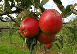 Image result for What's a Pippin Apple