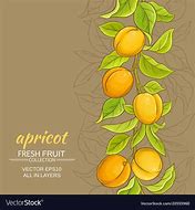 Image result for Apricot Vector
