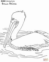 Image result for Pelican Images. Free