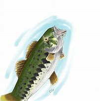 Image result for SVG Bass Fish Clip Art
