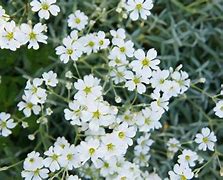 Image result for White Flowering Ground Cover