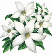Image result for Jasmine Flower Art