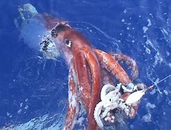Image result for World's Largest Squid