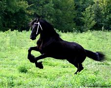 Image result for Arabian Horse Screensavers
