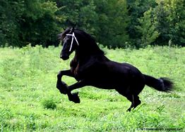 Image result for Friesian Horse Screensavers