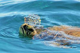 Image result for Snorkeling with Turtles