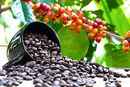 Image result for Coffee Bean Plant Flowers