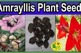 Image result for Amaryllis Seeds