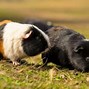 Image result for Guinea Pig Dog
