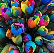 Image result for Rainbow Tulips Flowers