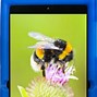 Image result for Blue Android Tablet