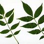 Image result for Fraxinus excelsior