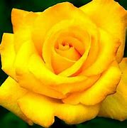 Image result for Pink Rose Pictures