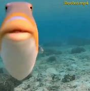 Image result for Fish Mouth Meme