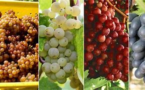 Image result for Different Grapes